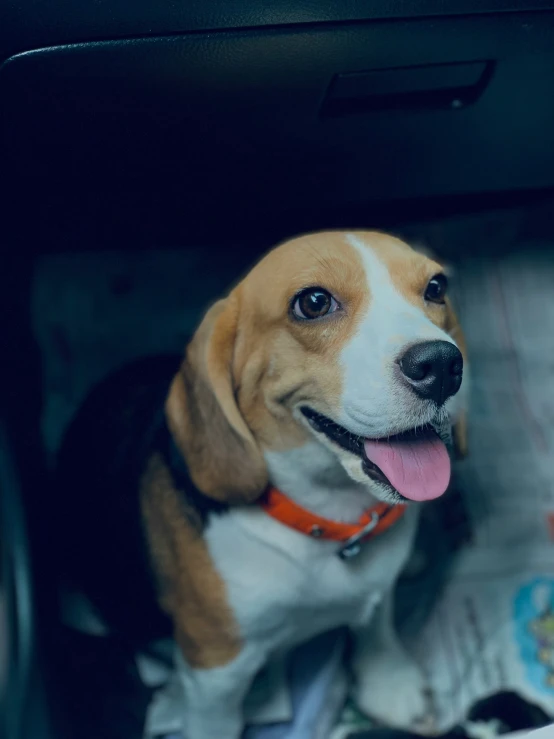 a dog sitting on the floor with its tongue out