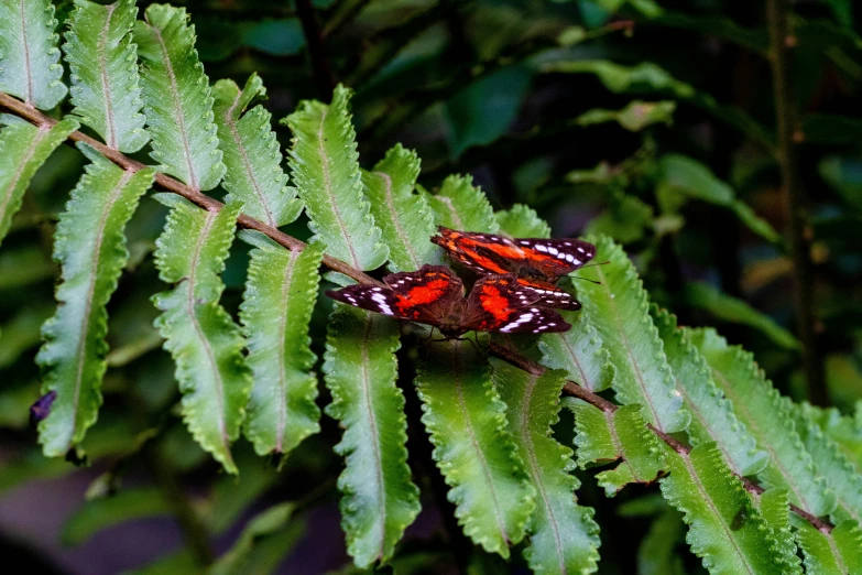 two brown and red erflies on some green leaves