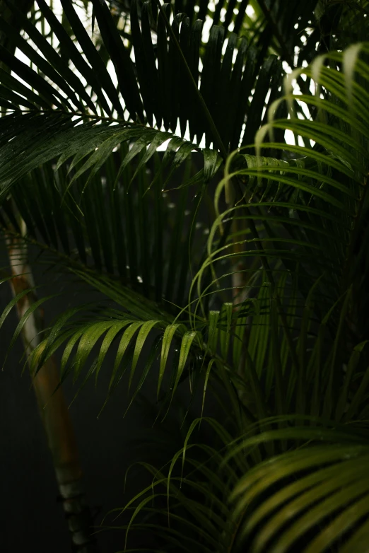 the light is reflected in the back and top of a leafy green palm tree