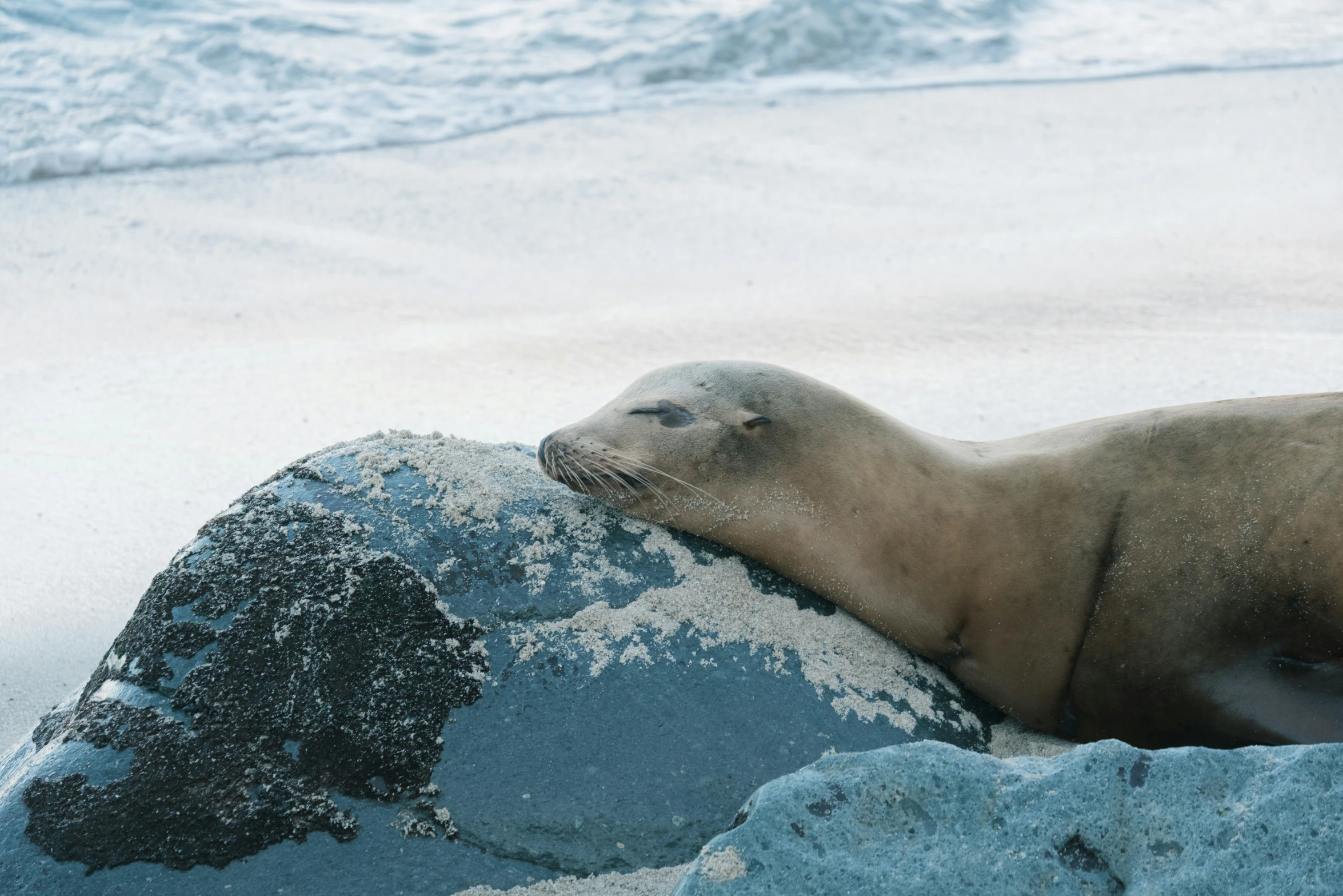 a sea lion resting on a rock by the shore