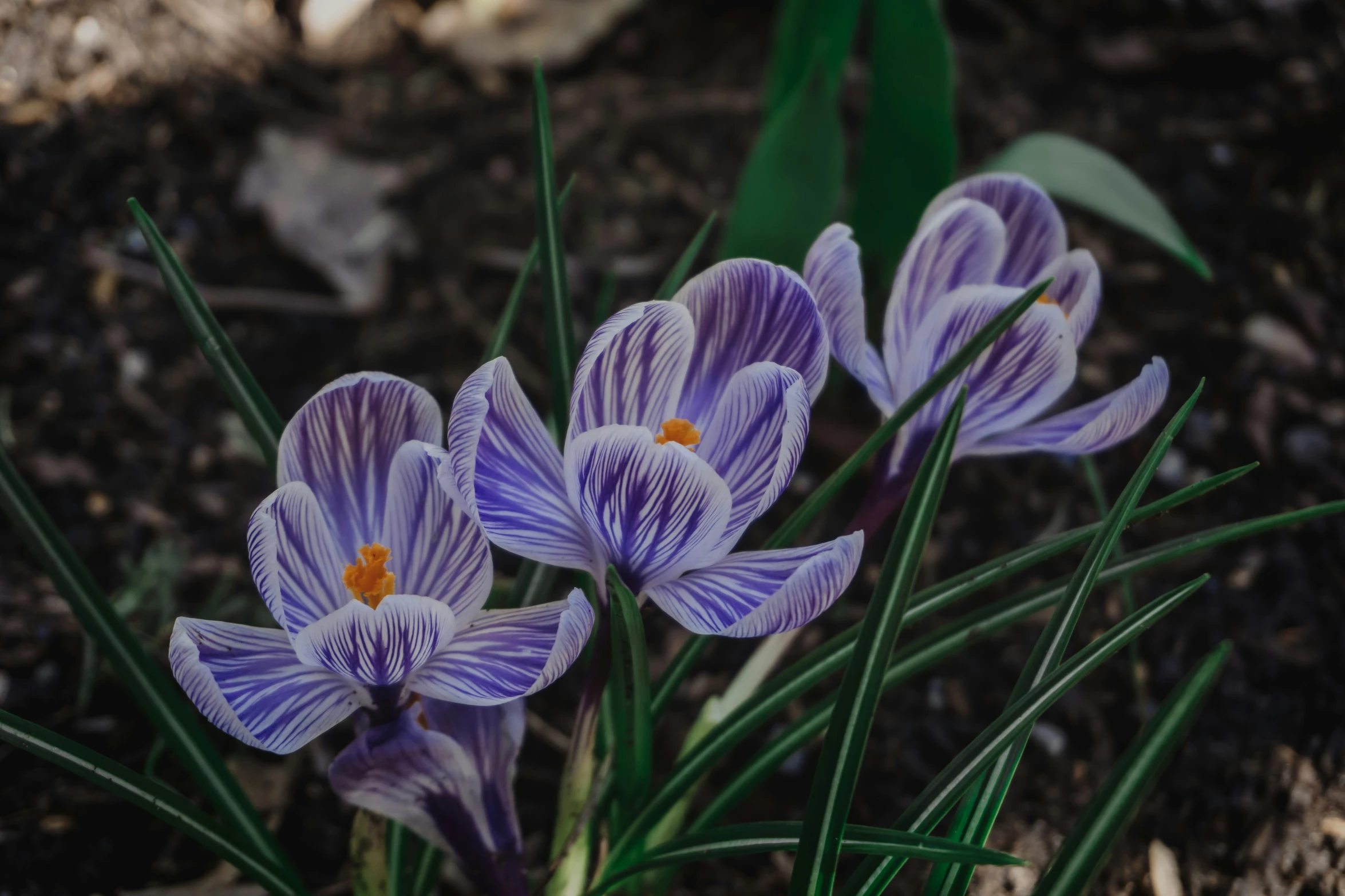 a small group of purple flowers with leaves around