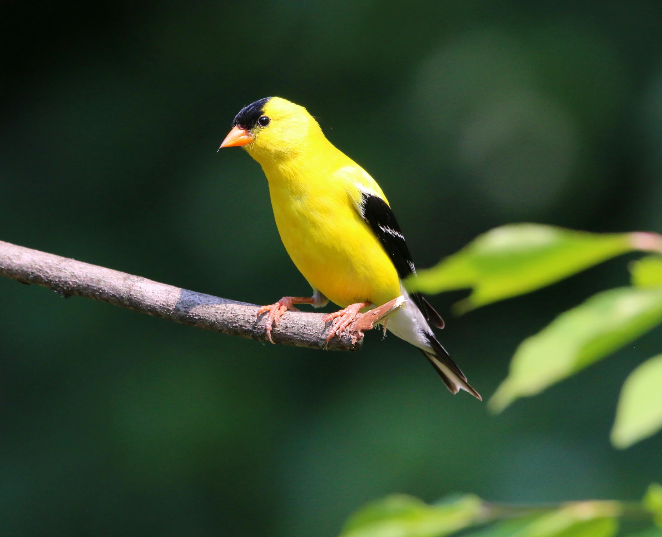 a yellow bird is perched on a nch