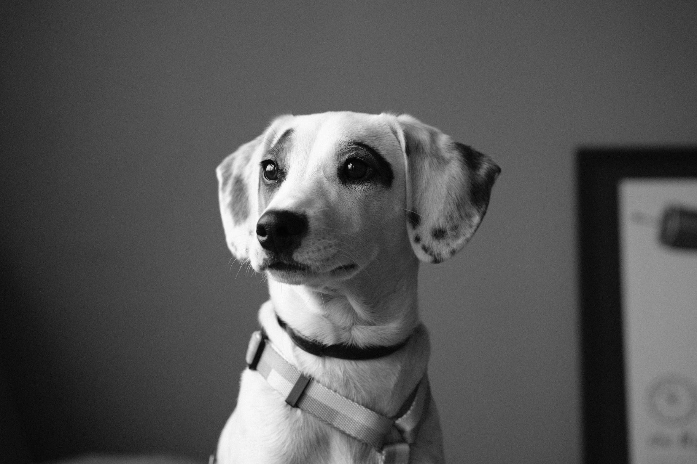 a cute small dog wearing a collar sitting by a picture