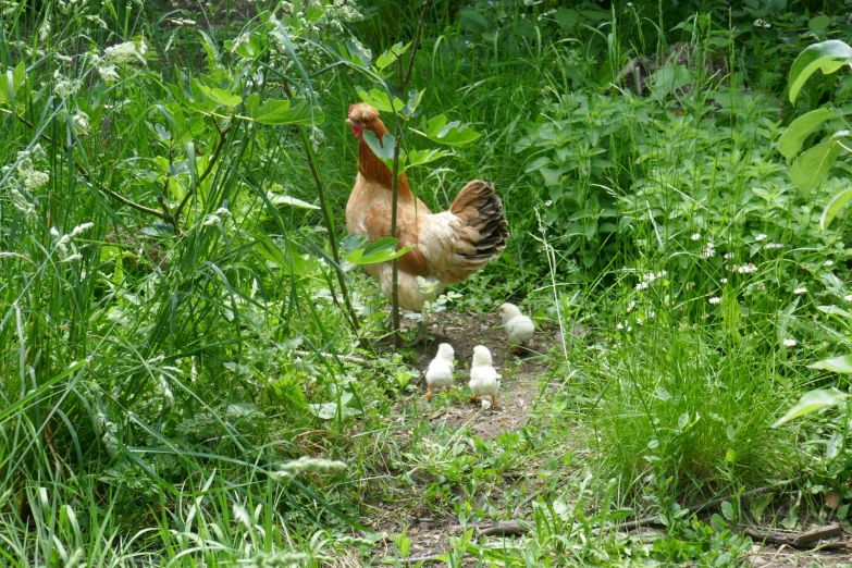 some very cute chicken in the grass