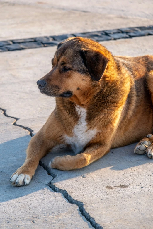 a dog sitting on a stone pavement outside