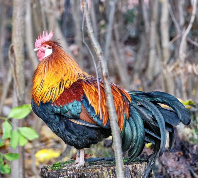 rooster with bright feathers stands on a wooden stump