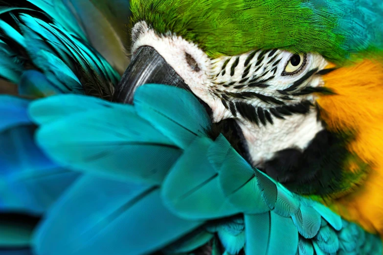 the head and feathers of a blue green bird