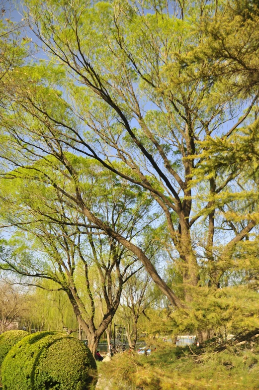 a fire hydrant is sitting by the top of some trees