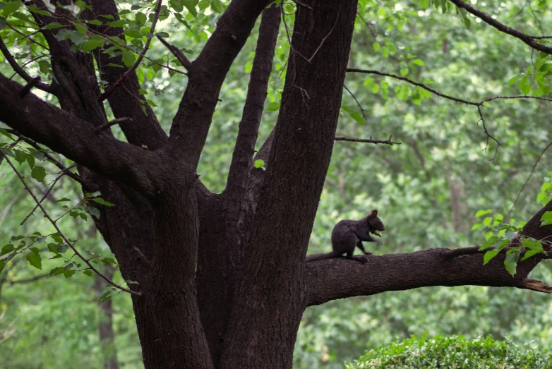 a squirrel in a tree on a nch