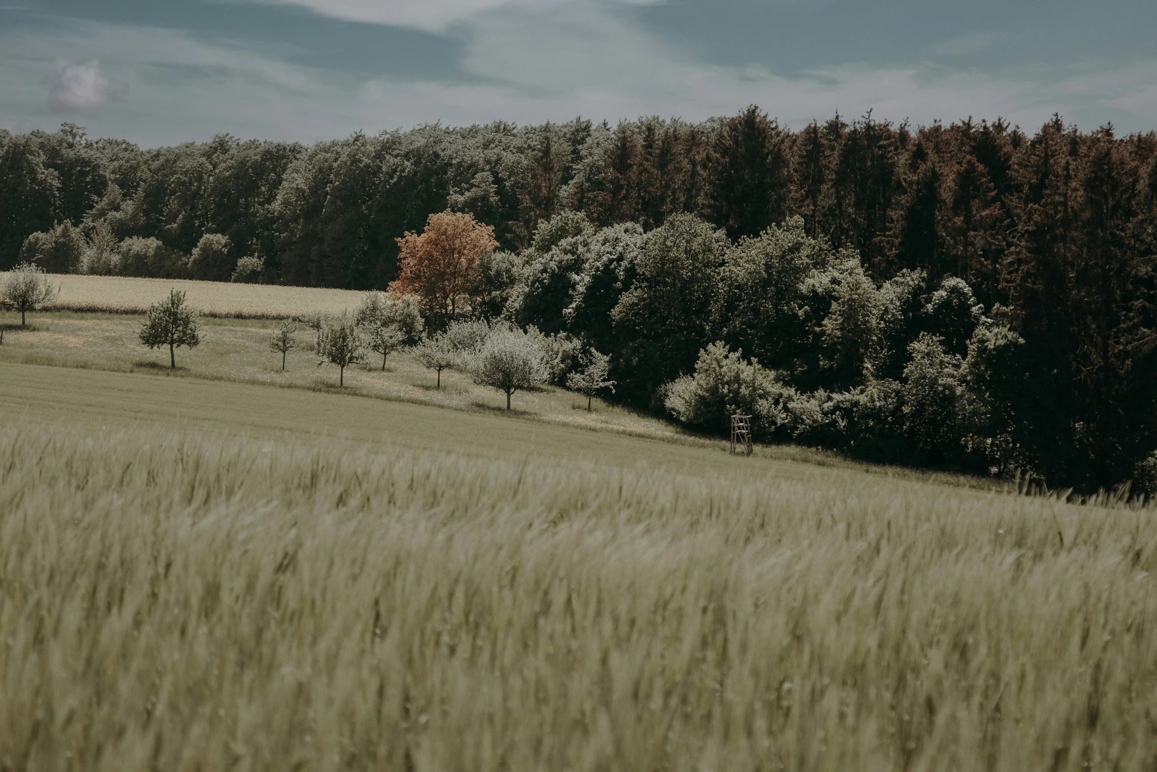 the grass and trees are in the field