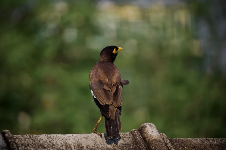 a bird perched on top of a stone wall