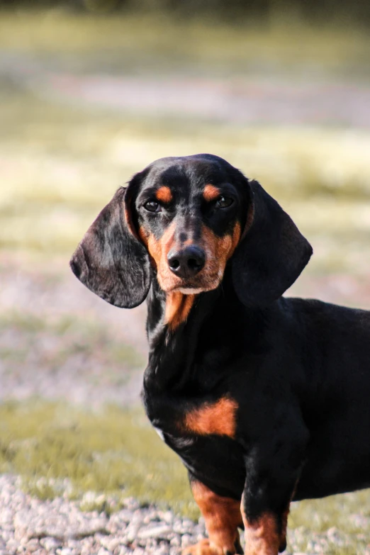 a dachshund is standing in the middle of the grass