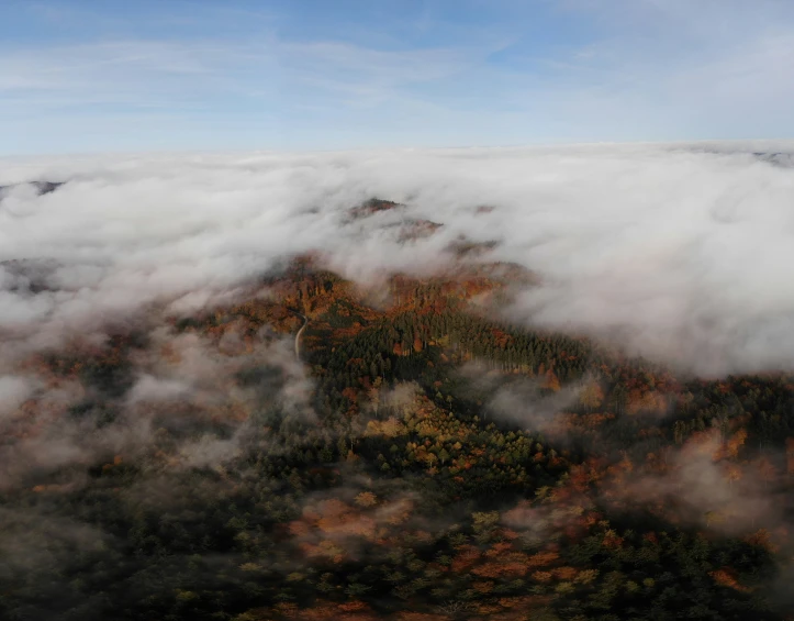 the aerial view of a dense area shows many trees