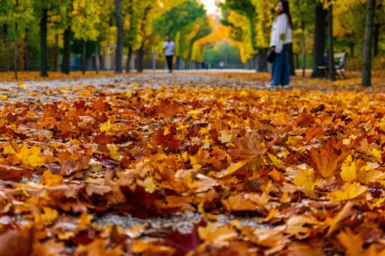 several people walking through the park in autumn