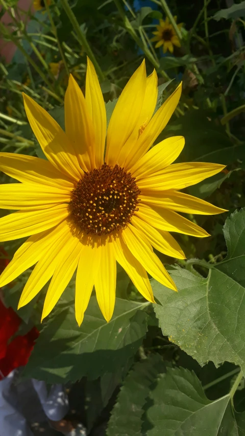 a sunflower surrounded by leaves and other foliage