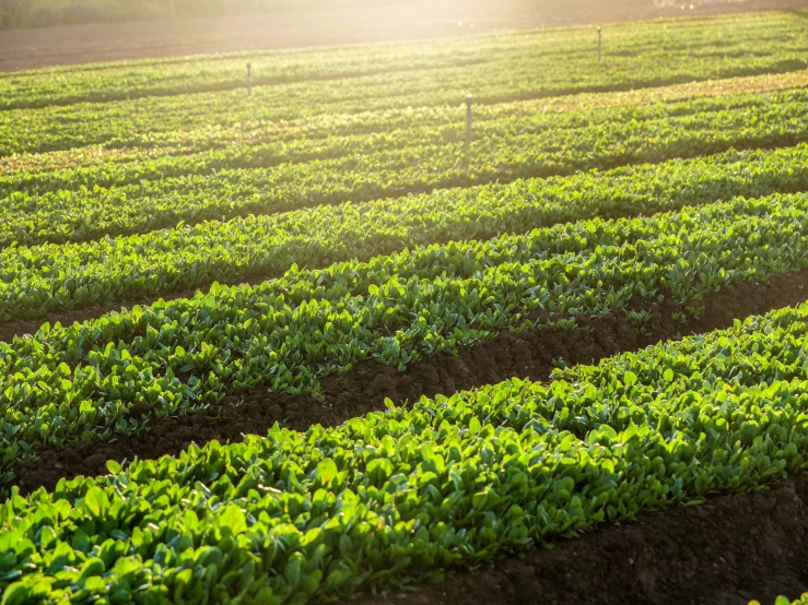 an image of an open farm field setting