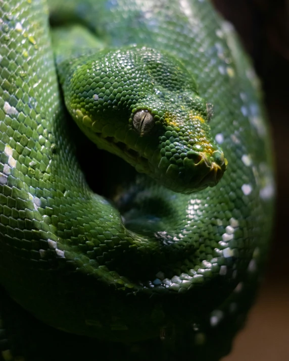 green snake with head hanging down on nch