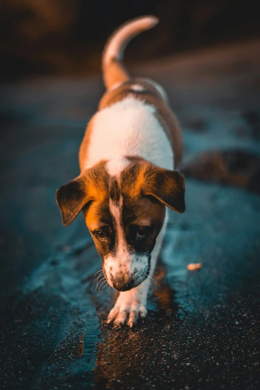 a small brown and white dog walking on pavement