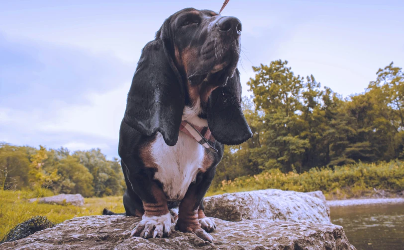 dog sitting on top of a rock in the sun