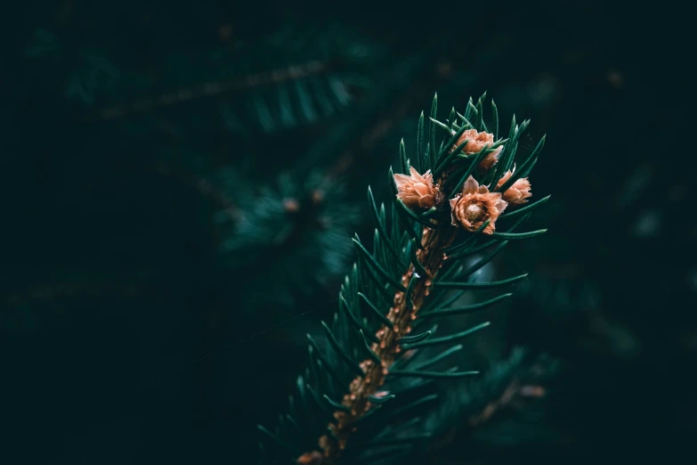 a pine nch is shown with orange flowers on it