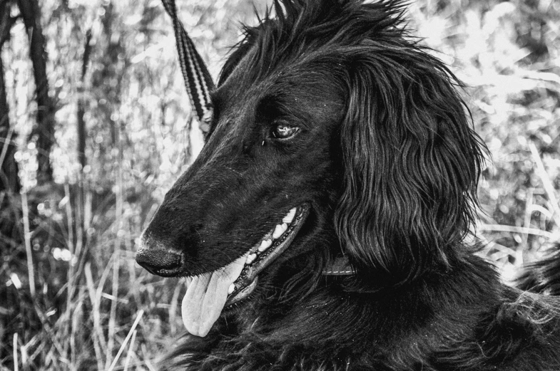 black dog with very large ears looking up at camera