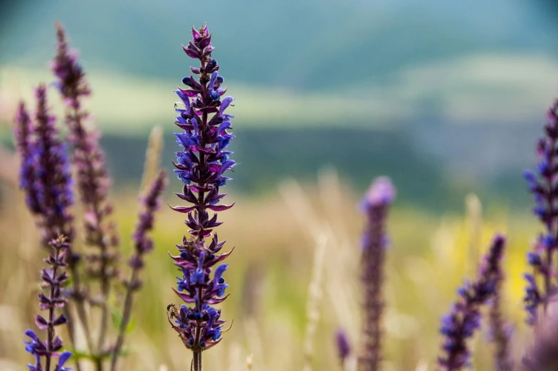 a group of flowers growing on top of a purple plant