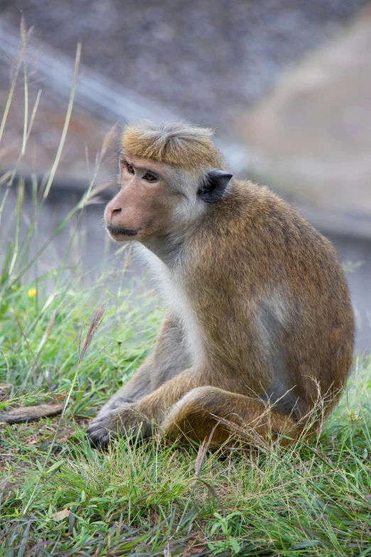 a small monkey sits in the grass, with its mouth open