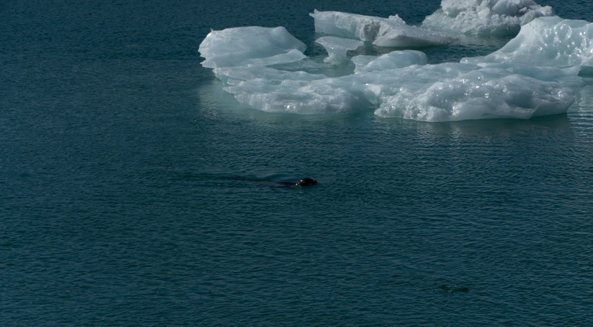 a bird is swimming in front of melting ice