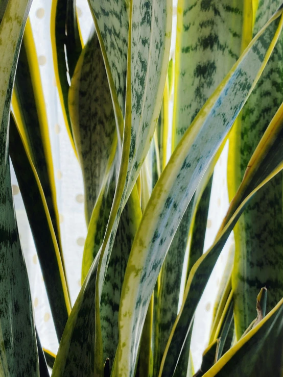 some very big pretty looking plants in a big house