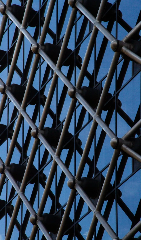 birds perched on the fence and against the clear blue sky