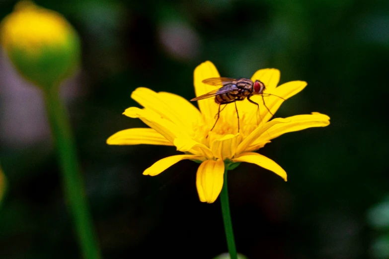 a fly sitting on top of a yellow flower