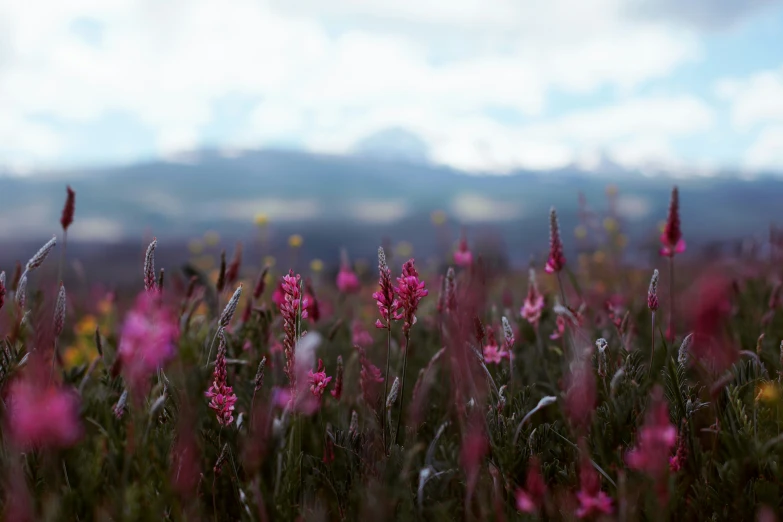 there is a beautiful field with flowers in the grass