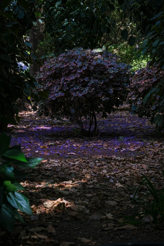 trees and leaves stand in a wooded area