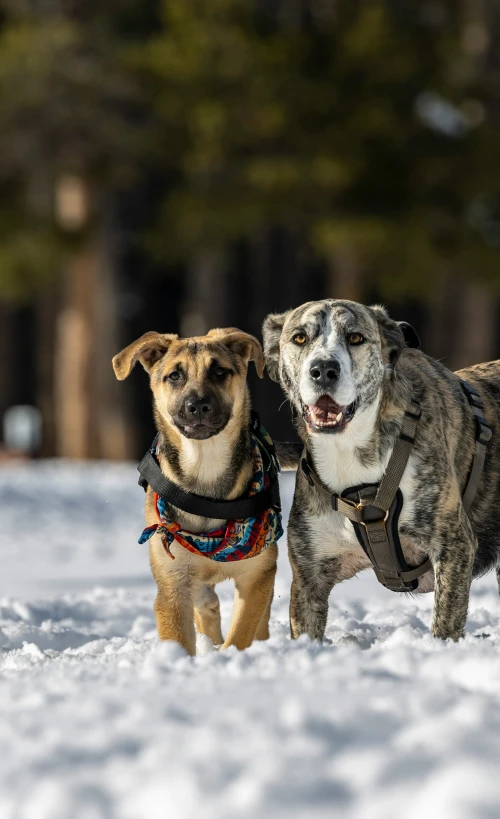 two dogs wearing harnesses standing in the snow