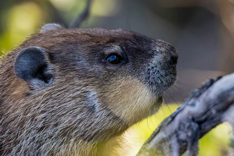 a marmot standing on a tree limb looking off to the right