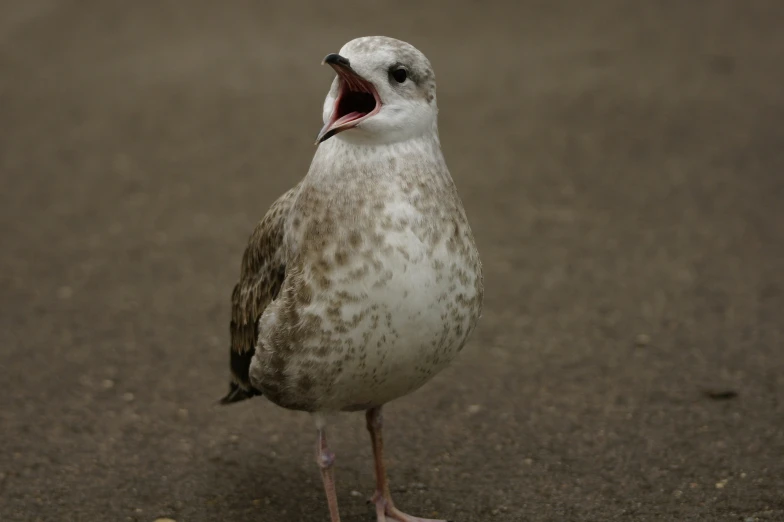 a close - up of a bird with its mouth open on pavement