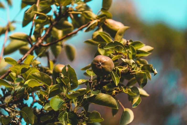 an up close look at a tree that has some fruit on it