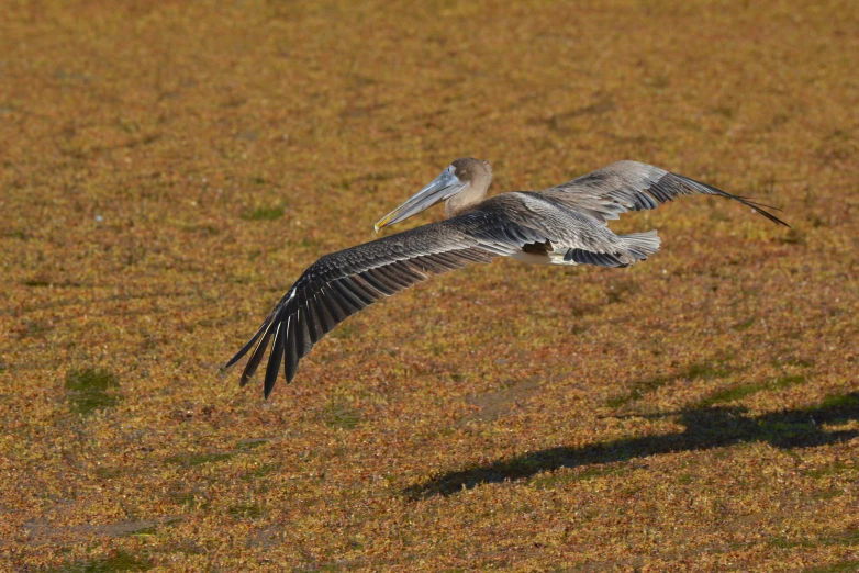 two birds are in the air while they fly