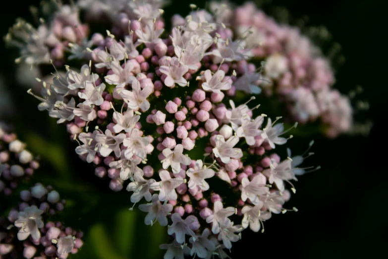 a bunch of pink flowers growing outside