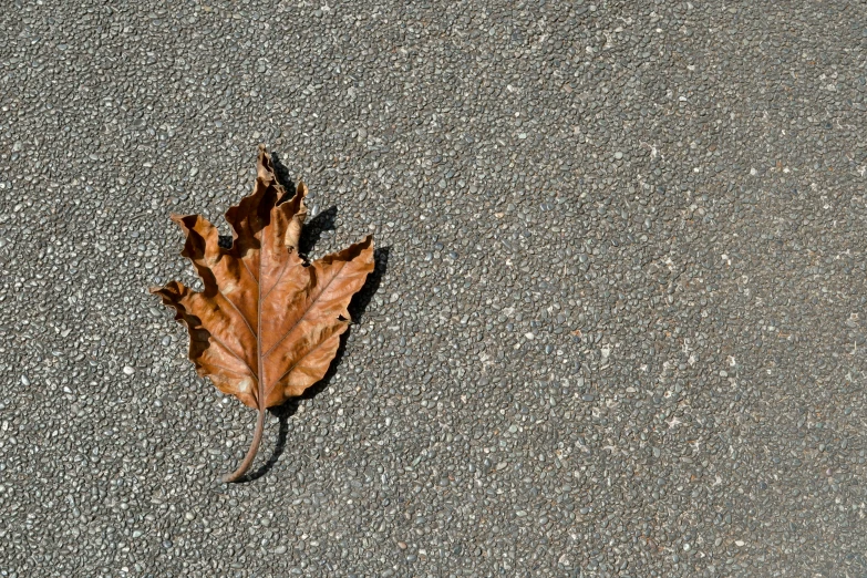 a single dead leaf that is sitting on the ground