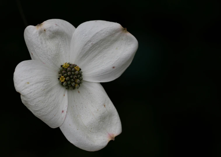 a white flower with yellow centers in the dark