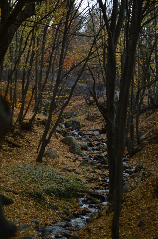 a stream runs between many trees in a wooded area