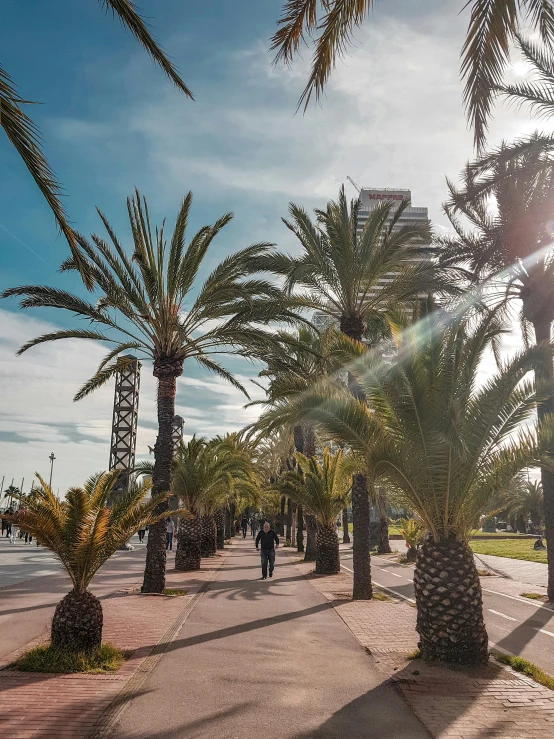 a sidewalk next to a sidewalk lined with palm trees