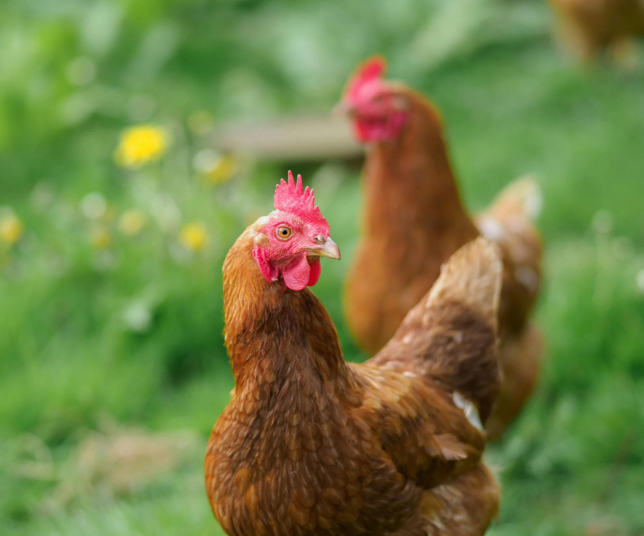 a group of chickens standing in grass, facing each other