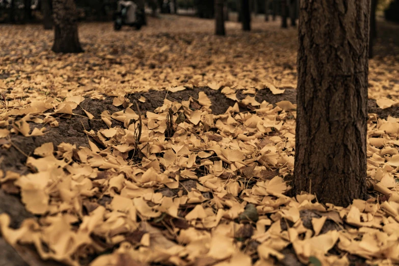 there is fallen leaves on the ground near a tree