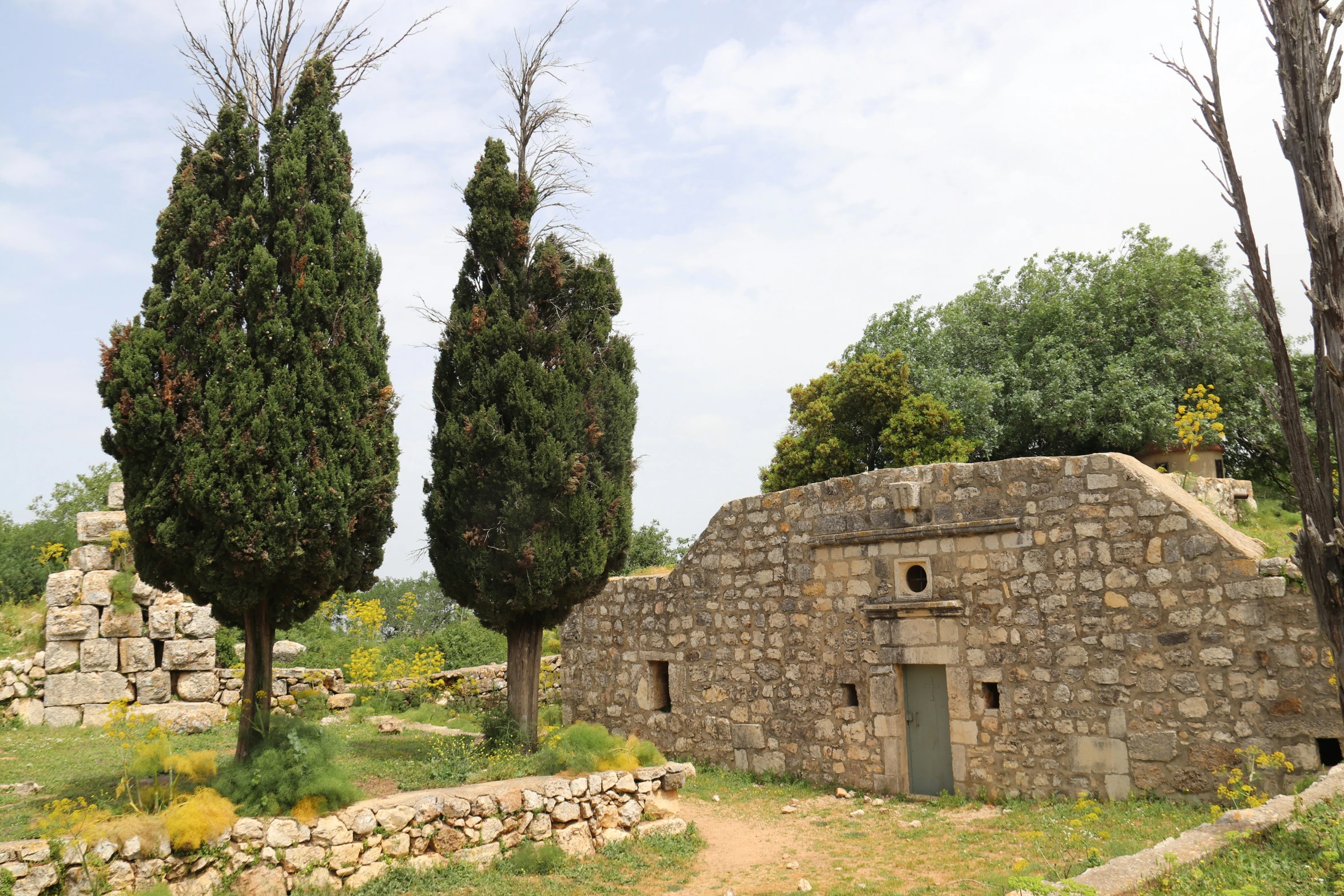 a group of trees stand on a rock hill side