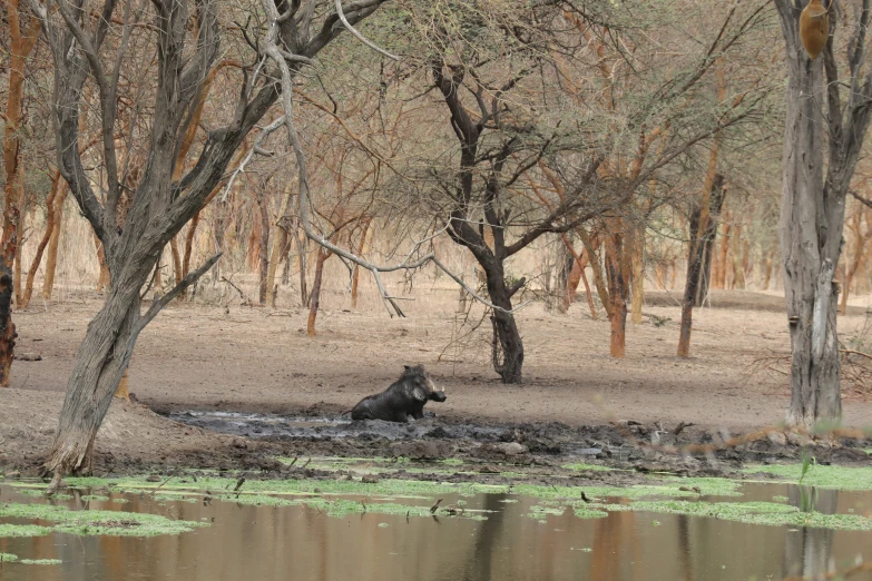 a black animal resting on the side of the river