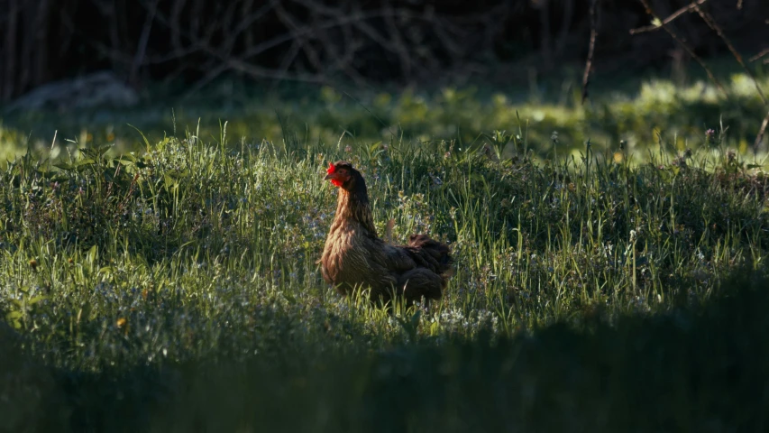 a very cute duck walking in the grass