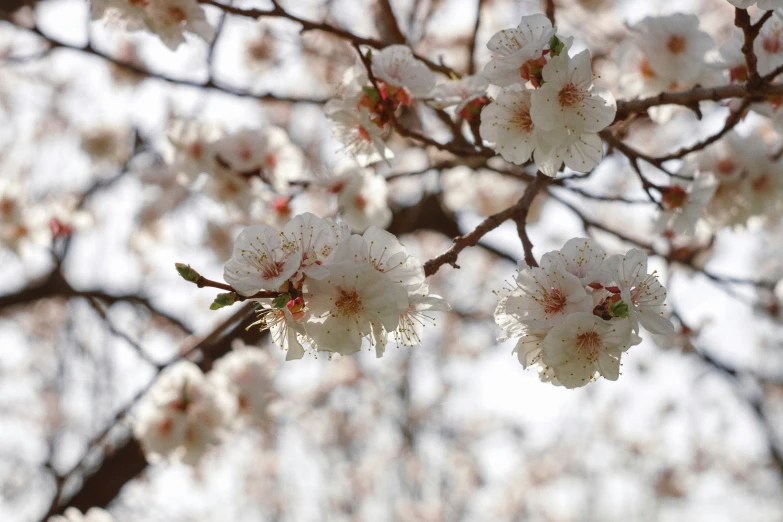 white blossoms blooming on the buds of trees in blossom