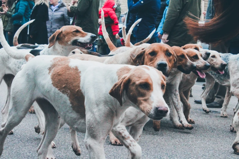 there are many dogs all lined up together